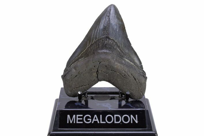 Serrated, Fossil Megalodon Tooth - South Carolina #306304